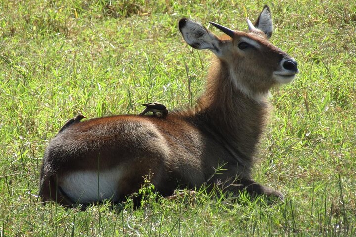 1 Day Akagera National Park Safari experience