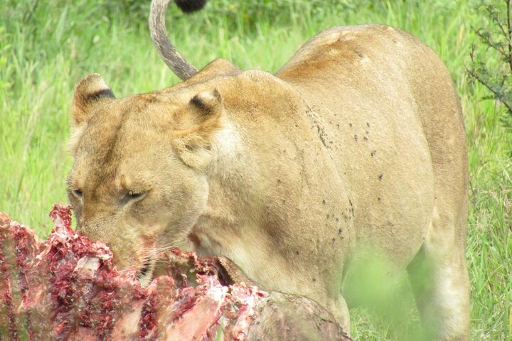 1 Day Akagera National Park Safari experience