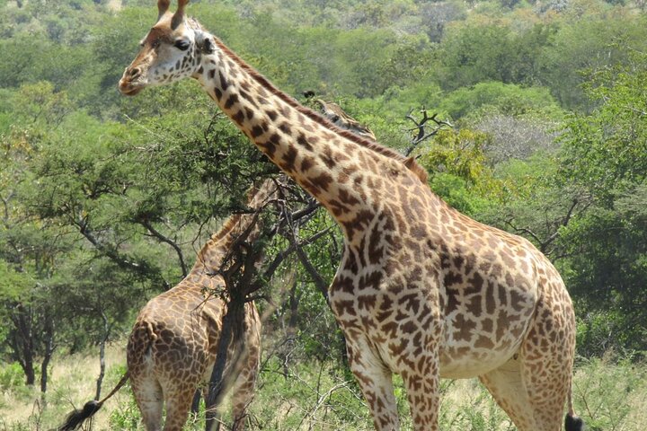 1 Day Akagera National Park Safari experience