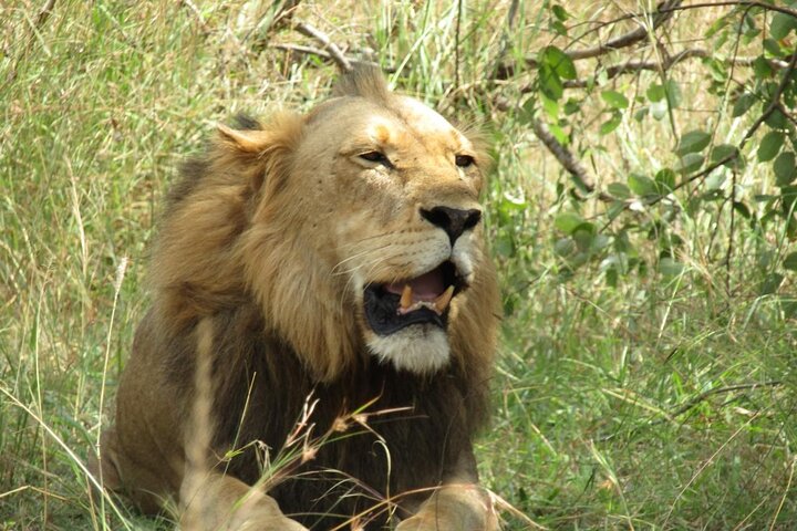 1 Day Akagera National Park Safari experience