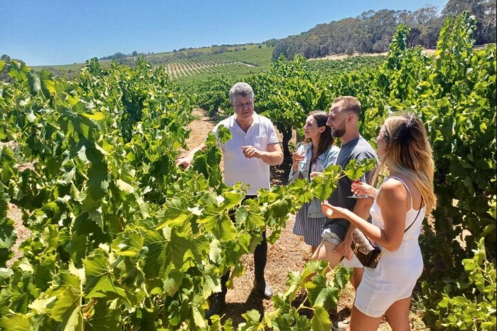 McLaren Vale Small Group Wine Tour view d'Arenberg Cube inc lunch