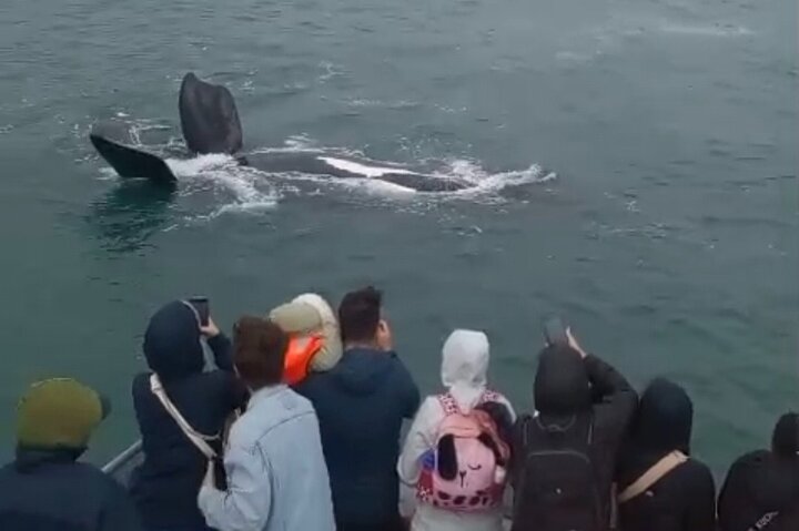 Cape Town Whale Watching Activity in Hermanus