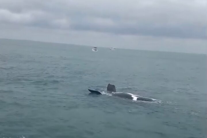Cape Town Whale Watching Activity in Hermanus