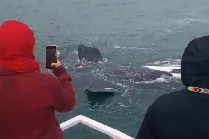 Cape Town Whale Watching Activity in Hermanus