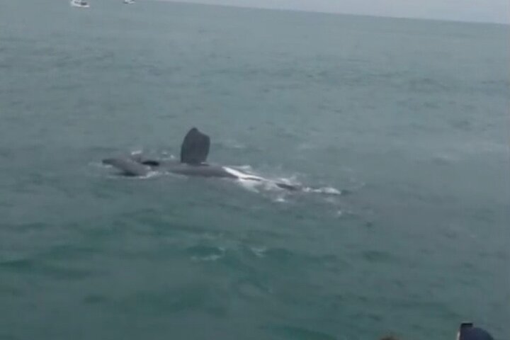 Cape Town Whale Watching Activity in Hermanus