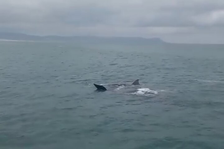 Cape Town Whale Watching Activity in Hermanus