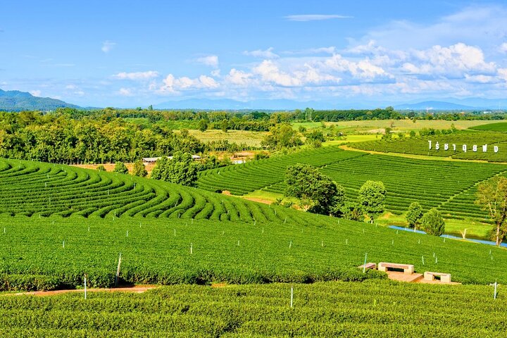 Private Chiang Rai Day Trip with Golden Triangle from Chiang Mai