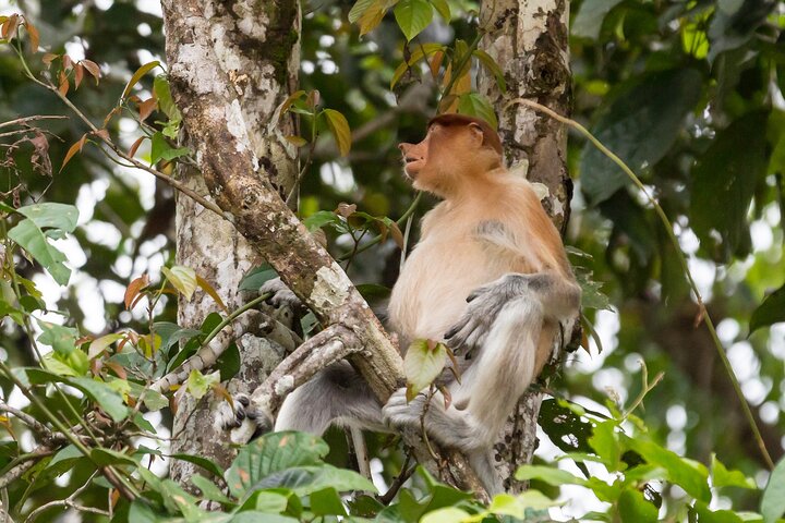 Sandakan: 2D1N Sukau Rainforest Wildlife Journey and Cruises