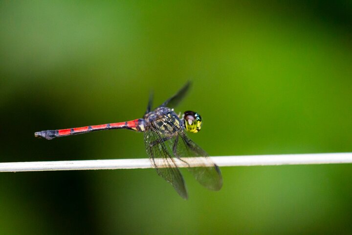Sandakan: 2D1N Sukau Rainforest Wildlife Journey and Cruises