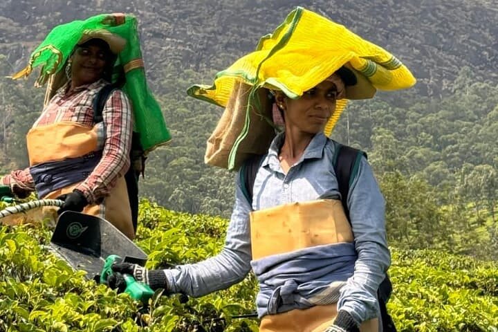 Tea planation walking In Munnar- (by Munnar Info)