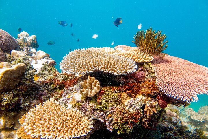 Captain Cook Cruises Fiji- All-inclusive Island & Reef Day Sail