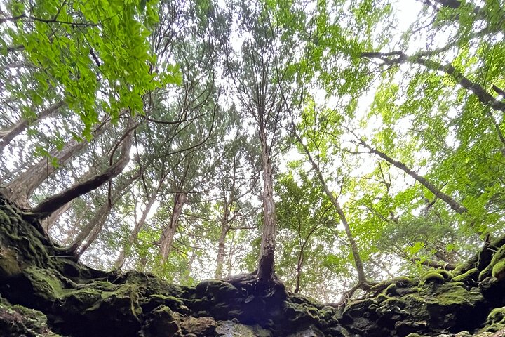 Exploring Mt Fuji Ice Cave and Sea of Trees Forest