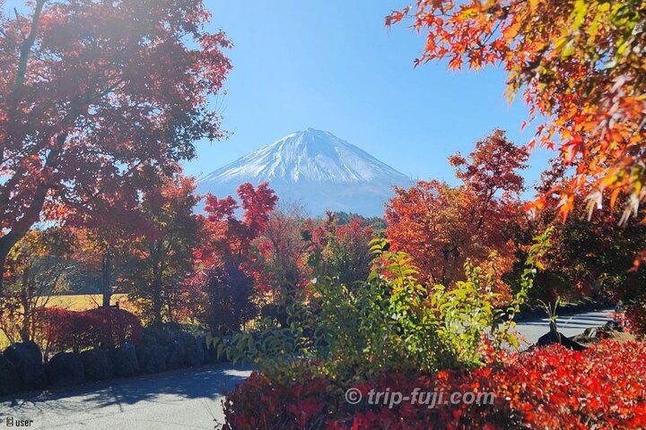 Exploring Mt Fuji Ice Cave and Sea of Trees Forest