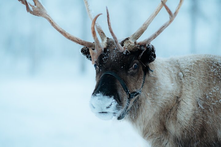 Private Reindeer Farm Tour to Feed Reindeer and Learn Traditions