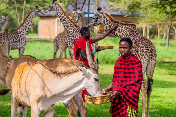 1 Day Trip to Serval Wildlife Sanctuary and Maasai village tour