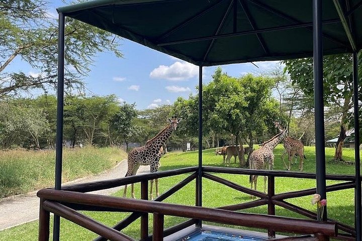 1 Day Trip to Serval Wildlife Sanctuary and Maasai village tour