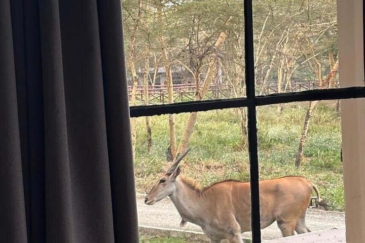 1 Day Trip to Serval Wildlife Sanctuary and Maasai village tour