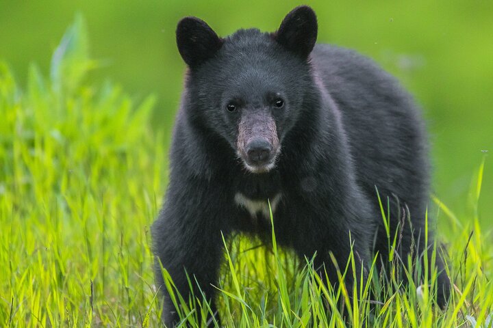 Whistler Bear Tour