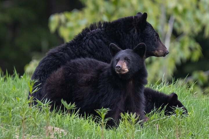 Whistler Bear Tour