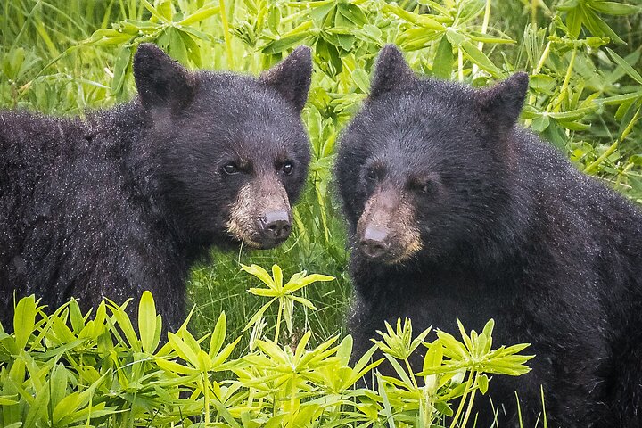 Whistler Bear Tour