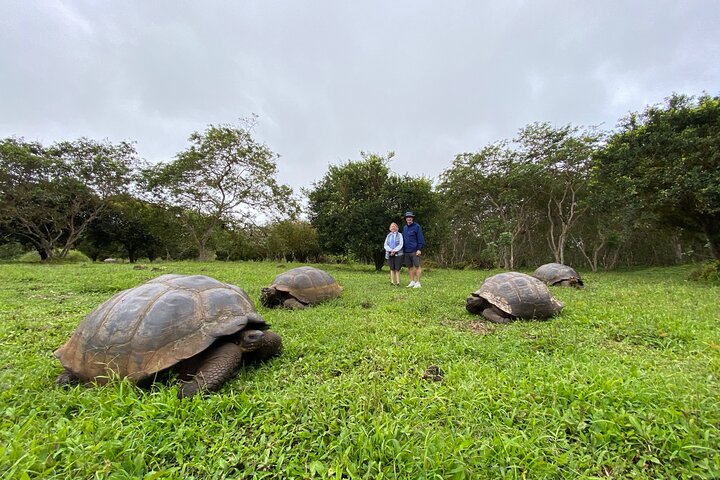 Transfer Baltra to Santa Cruz + Galapagos Tortoise Visit | Shared