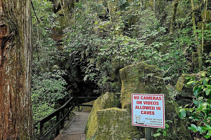 Haruru Waterfalls and Glow Worm Caves Tour
