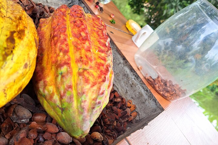 Cocoa and Tropical Fruits Farm with Fine Chocolate Experience