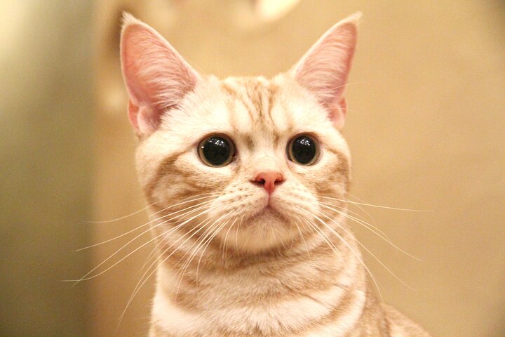 Tokyo Cat Café in Kichijoji - Forest Themed