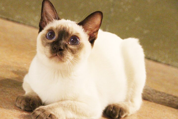 Tokyo Cat Café in Kichijoji - Forest Themed