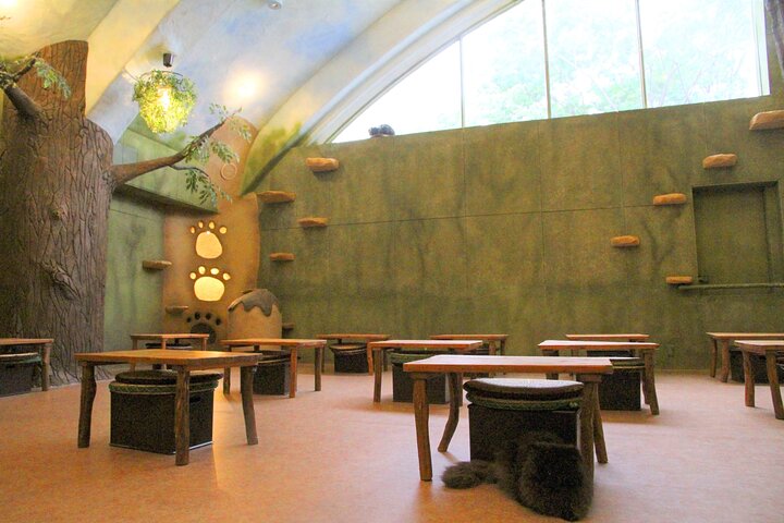 Tokyo Cat Café in Kichijoji - Forest Themed