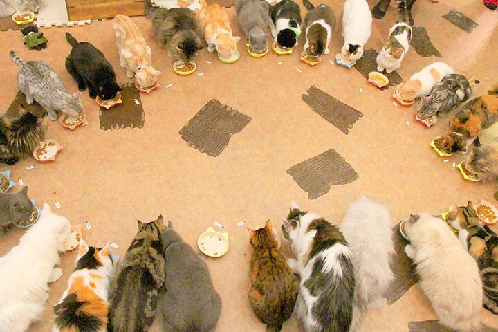 Tokyo Cat Café in Kichijoji - Forest Themed