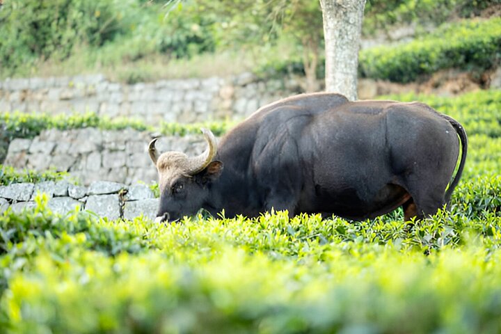 Coimbatore to Ooty Day Trip - Explore A Perfect Hill Station