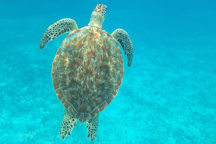 Caye Caulker Marine Reserve 3 Stops Snorkeling Adventure