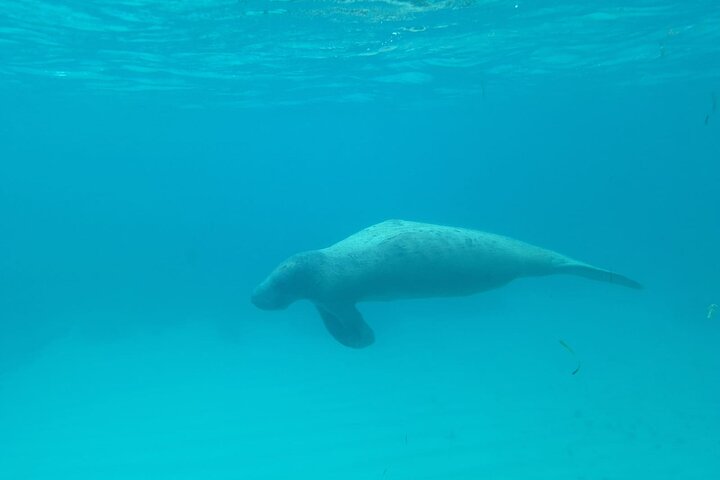 Caye Caulker Marine Reserve 3 Stops Snorkeling Adventure