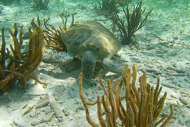 Caye Caulker Marine Reserve 3 Stops Snorkeling Adventure