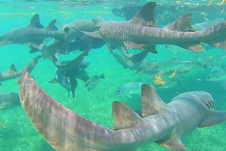 Caye Caulker Marine Reserve 3 Stops Snorkeling Adventure
