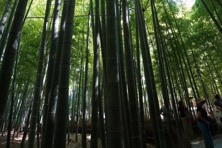 Kamakura Early Morning Tour Tokyo Departure Available