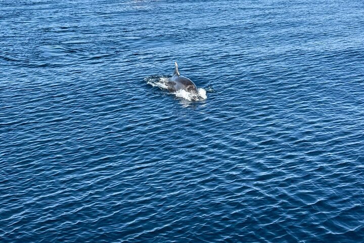Boat Tour with Snorkeling, Slide, Lunch and Pick Up