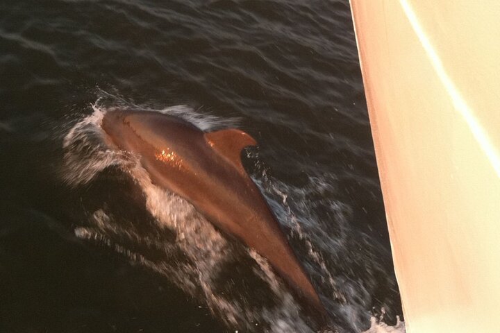 Hilton Head Sunset Dolphin Watching Cruise