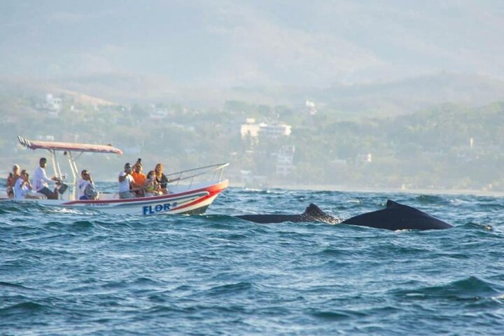 Dolphin and Whale Watching Boat Trip in Puerto Escondido