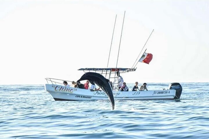 Dolphin and Whale Watching Boat Trip in Puerto Escondido