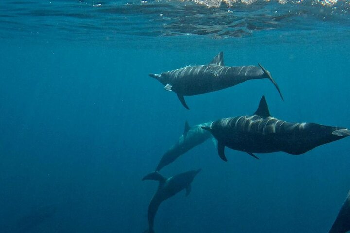 Dolphin and Whale Watching Boat Trip in Puerto Escondido