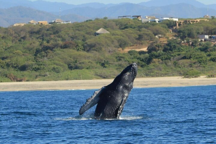 Dolphin and Whale Watching Boat Trip in Puerto Escondido
