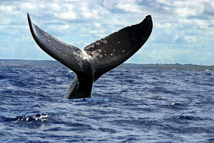 Dolphin and Whale Watching Boat Trip in Puerto Escondido