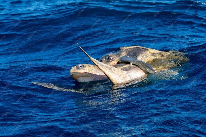 Dolphin and Whale Watching Boat Trip in Puerto Escondido