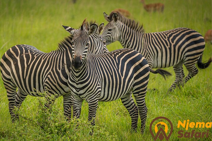 The best Selous 1 day safari from Zanzibar