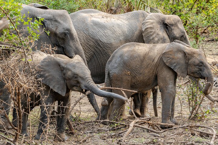 The best Selous 1 day safari from Zanzibar
