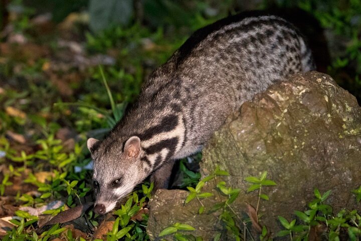 Tawau: 3D2N Maliau Basin The Lost World Expedition from Semporna