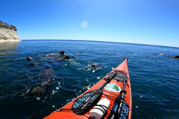 Kayak Paddling Experience with Sea Lions in Puerto Madryn