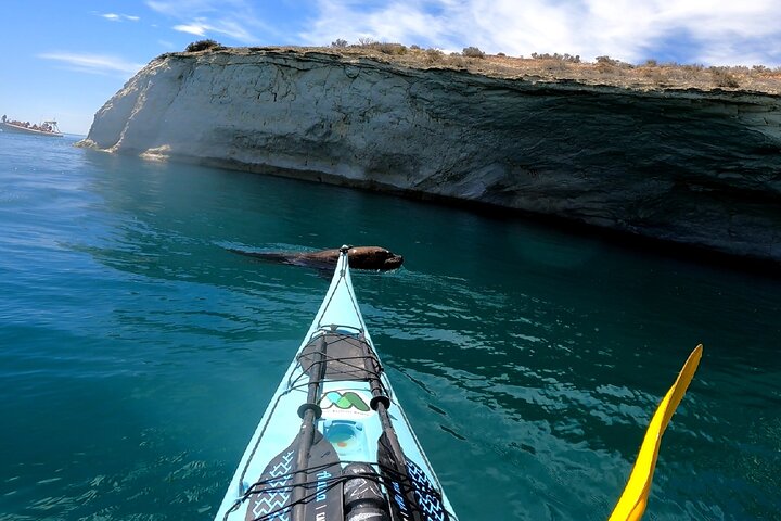 Kayak Paddling Experience with Sea Lions in Puerto Madryn